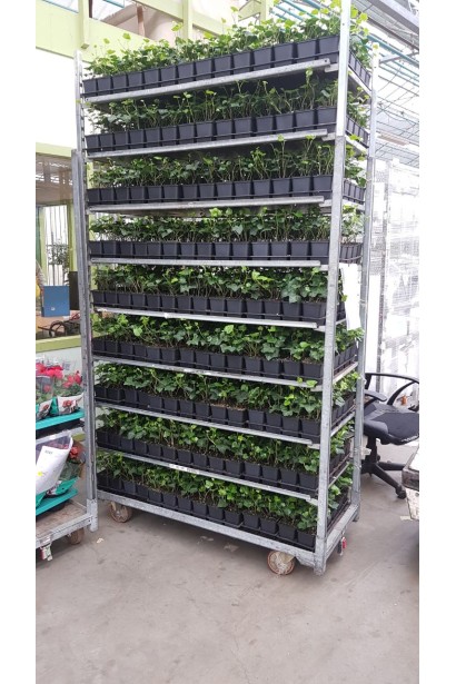 Саджанці Плюща ірландського в садовому центрі